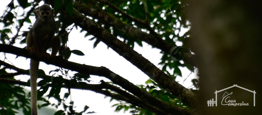 Naturaleza - Casa Campesina